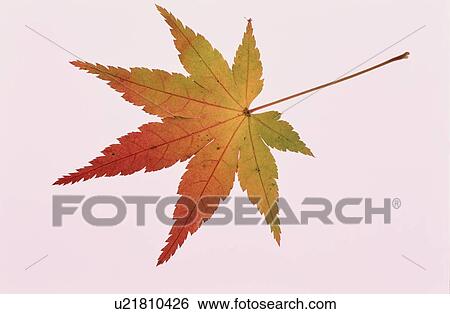 Stock Photograph - Turning Maple Leaf. Fotosearch