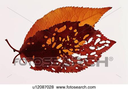 Two Dried Leaves View Large Photo Image Stock Photo - Two Dried Leaves. Fotosearch