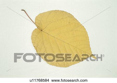 Picture - Yellow Leaves. Fotosearch