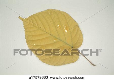 Stock Image - Yellow Leaves. Fotosearch