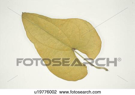 Yellow Leaves View Large Photo Image Stock Image - Yellow Leaves. Fotosearch
