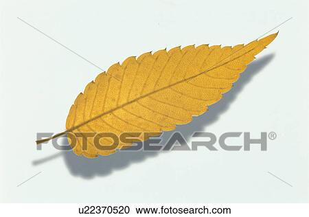 Stock Image - Yellow Leaves. Fotosearch