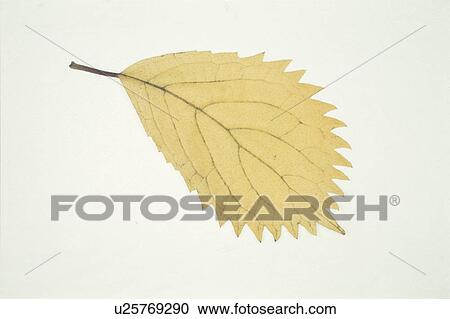 Yellow Leaves View Large Photo Image Stock Image - Yellow Leaves. Fotosearch