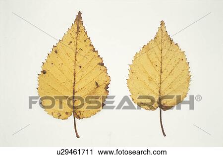 Yellow Leaves View Large Photo Image Stock Image - Yellow Leaves. Fotosearch