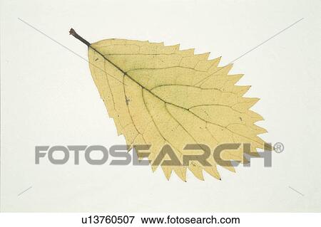 Yellow Leaves View Large Photo Image Stock Photo - Yellow Leaves. Fotosearch