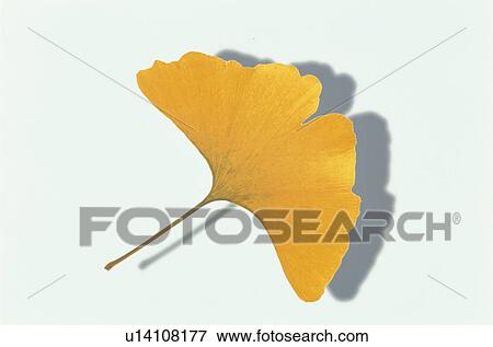 Stock Photo - Yellow Leaves. Fotosearch