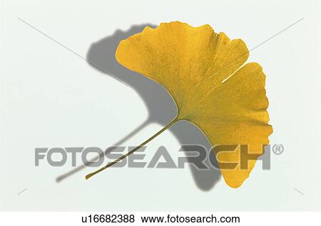 Yellow Leaves View Large Photo Image Stock Photo - Yellow Leaves. Fotosearch