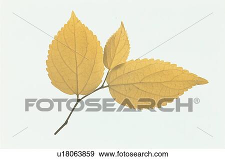 Yellow Leaves View Large Photo Image Stock Photo - Yellow Leaves. Fotosearch