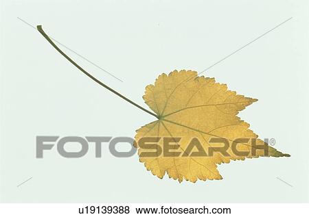 Stock Photo - Yellow Leaves. Fotosearch