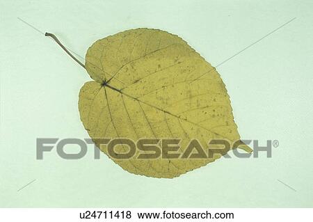 Stock Photo - Yellow Leaves. Fotosearch