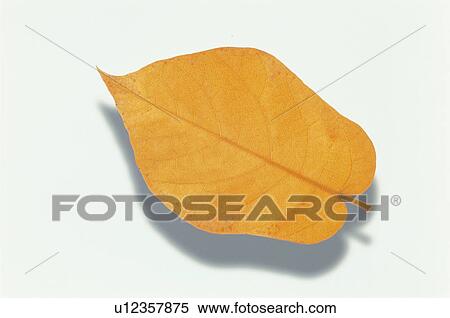 Stock Photography - Yellow Leaves. Fotosearch
