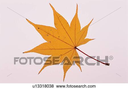 Yellow Maple Leaf View Large Photo Image Stock Photo - Yellow Maple Leaf. Fotosearch