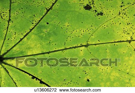 arterie, background, artery, affection View Large Photo Image Stock Image - arterie, background, artery, affection. Fotosearch