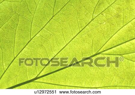 artery, Christian, background, arterie View Large Photo Image Stock Image - artery, Christian, background, arterie. Fotosearch