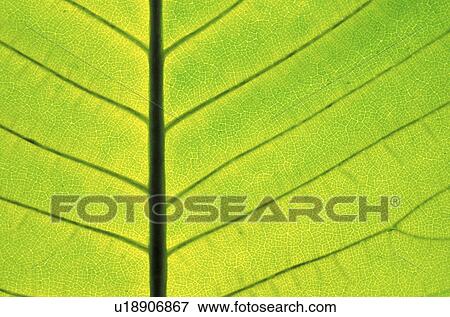 Stock Photo - artery, Christian, background, arterie. Fotosearch