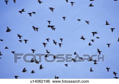 aves, blue, bird, background, animals View Large Photo Image Stock Photograph - aves, blue, bird, background, animals. Fotosearch