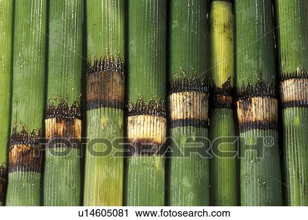 Stock Image - background, balloon, bamboo, bambusrohr, Bernhard, CLOSE. Fotosearch