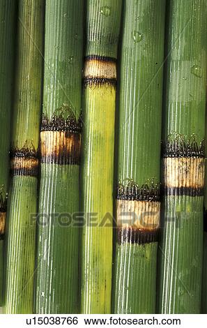 background, balloon, bamboo, bambusrohr, Bernhard, CLOSE View Large Photo Image Stock Photograph - background, balloon, bamboo, bambusrohr, Bernhard, CLOSE. Fotosearch