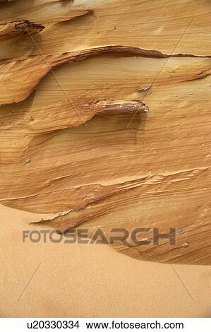 Picture - background, beige, Bernhard, brown, cow, day. Fotosearch
