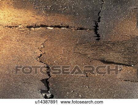 background, Bernhard, brown, cow, cracked, fissure View Large Photo Image Stock Image - background, Bernhard, brown, cow, cracked, fissure. Fotosearch