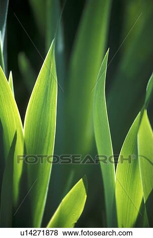 Stock Photo - background, Bernhard, CLOSE, close-up, cow, green. Fotosearch
