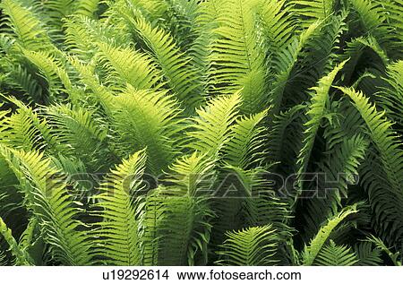 background, Bernhard, cow, day, far, fern View Large Photo Image Picture - background, Bernhard, cow, day, far, fern. Fotosearch