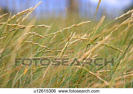 background, brown, burkhard, CLOSE, close-up, day View Large Photo Image Stock Photograph - background, brown, burkhard, CLOSE, close-up, day. Fotosearch