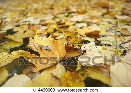 Stock Photo - backgrounds, autumn, background, autumnal, autumn-like, alfred. Fotosearch
