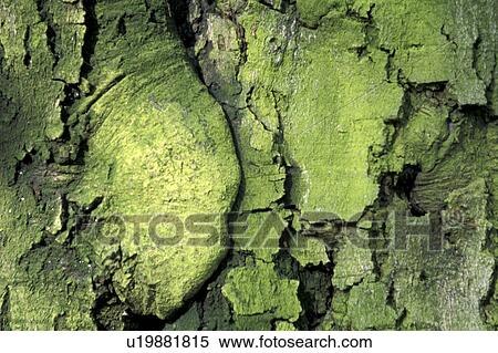 Stock Photography - bark, Bernhard, CLOSE, close-up, cow, green. Fotosearch