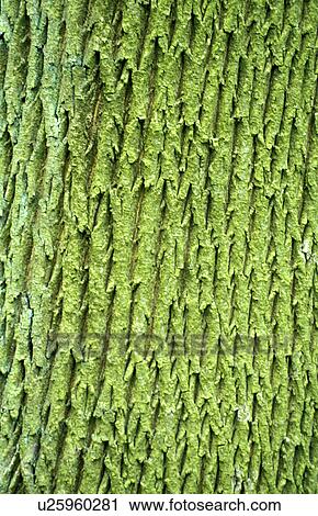 bark, CLOSE, close-up, day, green, log, nature View Large Photo Image Stock Image - bark, CLOSE, close-up, day, green, log, nature. Fotosearch