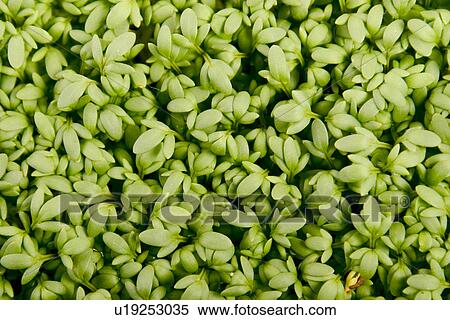 bioprodukt, alfred, background, bio, biologic View Large Photo Image Stock Photography - bioprodukt, alfred, background, bio, biologic. Fotosearch