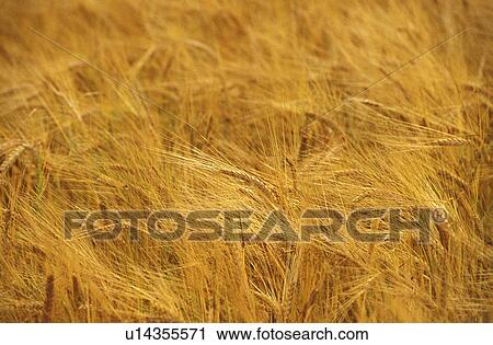 Stock Image - cereal, acre, brown, beige, background, CLOSE, abenddaemmerung. Fotosearch