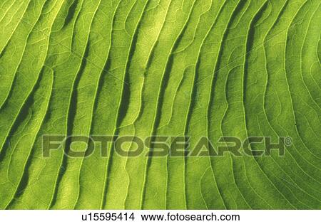 close-up, artery, CLOSE, Bernhard, background, arterie View Large Photo Image Picture - close-up, artery, CLOSE, Bernhard, background, arterie. Fotosearch