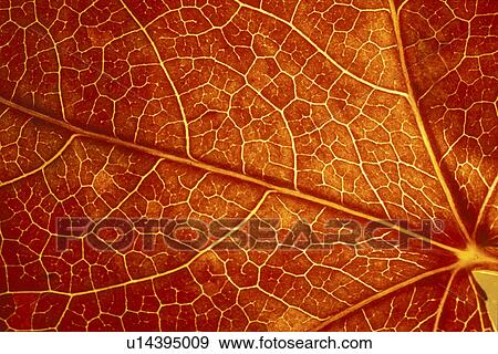 close-up, artery, CLOSE, Bernhard, background, arterie View Large Photo Image Stock Photo - close-up, artery, CLOSE, Bernhard, background, arterie. Fotosearch