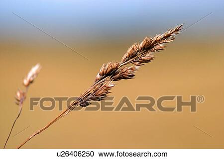 close-up, background, CLOSE, burkhard, brown, autumn View Large Photo Image Stock Image - close-up, background, CLOSE, burkhard, brown, autumn. Fotosearch
