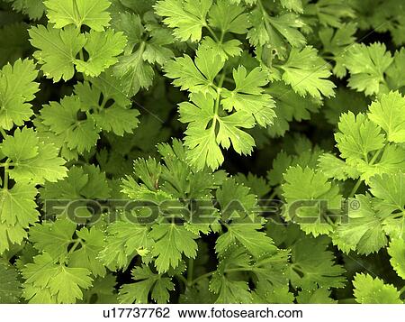 culinary herbs, Austria, close-up, CLOSE, background, alfred View Large Photo Image Stock Image - culinary herbs, Austria, close-up, CLOSE, background, alfred. Fotosearch