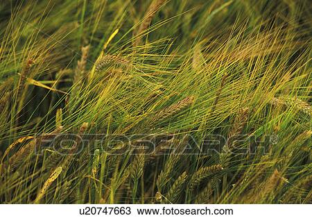 day, background, close-up, CLOSE, cereal, drink, acre View Large Photo Image Stock Image - day, background, close-up, CLOSE, cereal, drink, acre. Fotosearch