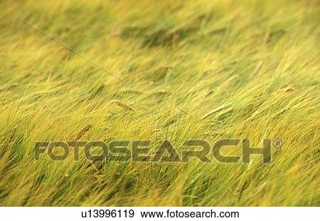day, background, close-up, CLOSE, cereal, drink, acre View Large Photo Image Stock Photo - day, background, close-up, CLOSE, cereal, drink, acre. Fotosearch