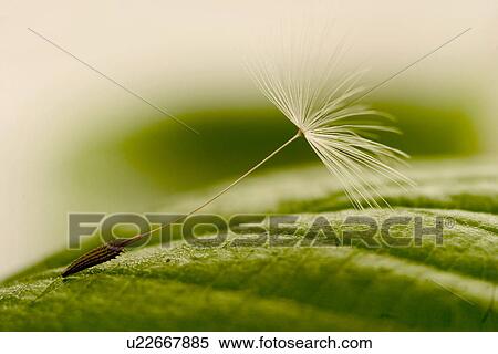 Stock Photography - dead, blowball, dandelion, close-up, CLOSE, alfred. Fotosearch