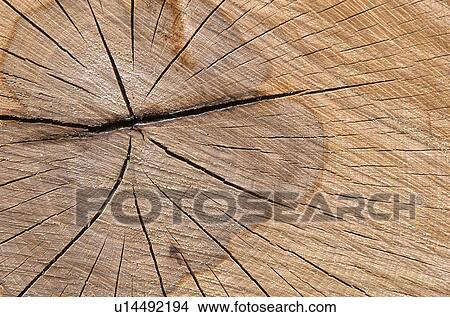 Picture - dry, annual, calf, austria, annual rings, fissures, age. Fotosearch