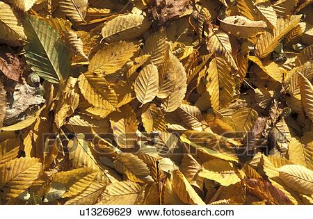 Stock Photo - foliage, background, cow, brown, Bernhard, autumn. Fotosearch
