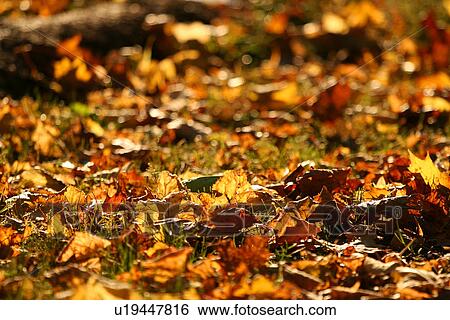 Stock Photograph - foliage, background, day, burkhard, brown, autumn. Fotosearch