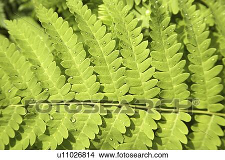 Picture - free, America, continent, carlos, canada, geography, activity. Fotosearch