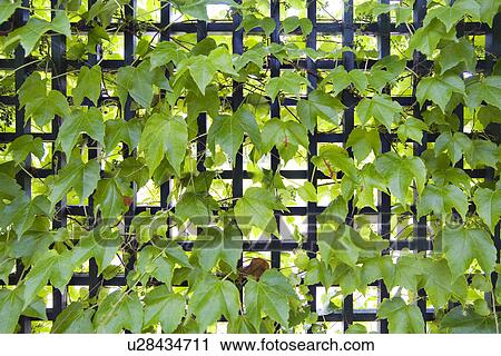 grape, background, gardens, garden, backgrounds, alfred View Large Photo Image Stock Image - grape, background, gardens, garden, backgrounds, alfred. Fotosearch