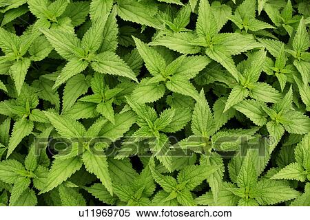 Stock Photography - green, background, day, close-up, CLOSE, alfred. Fotosearch