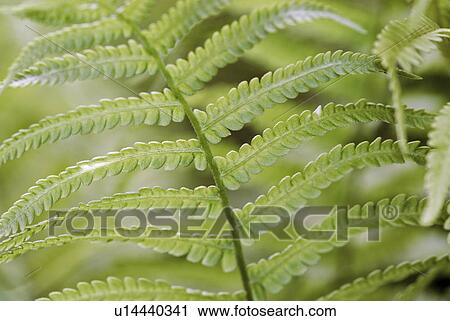 Stock Image - green, pattern, flora, fern, graphic, background picture, samples. Fotosearch