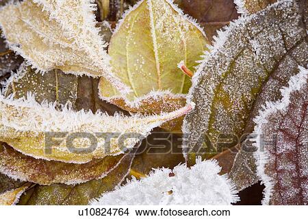 Picture - hibernal, botany, h2o, frost, flora, alfred. Fotosearch