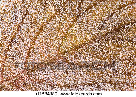 Stock Image - hibernal, botany, h2o, frost, flora, alfred. Fotosearch