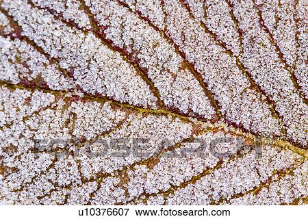 Stock Photo - hibernal, botany, h2o, frost, flora, alfred. Fotosearch