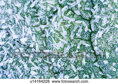 Stock Photo - hibernal, botany, h2o, frost, flora, alfred. Fotosearch